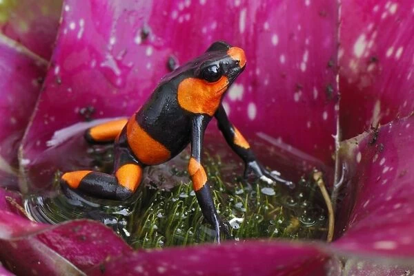 Red-banded Poison Frog - on bromeliad Cauca, Colombia
