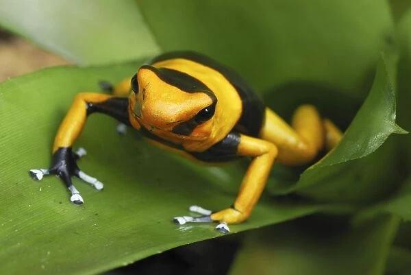 Red-banded Poison Frog - on bromeliad Cauca, Colombia