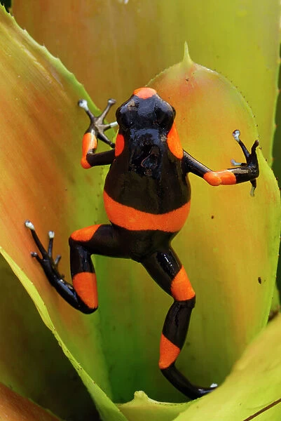 Red-banded Poison Frog on bromeliad Cauca, Colombia