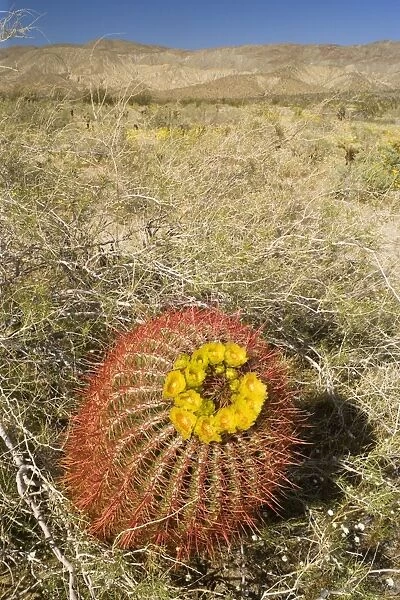 Red Barrel Cactus - Anza Borrego Desert State Park, California, USA