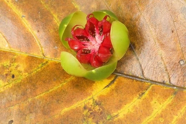 Red Beech fruit - fallen fruit of the Red Beech, a tropical rainforest species - Daintree National Park, Wet Tropics World Heritage Area, Queensland, Australia
