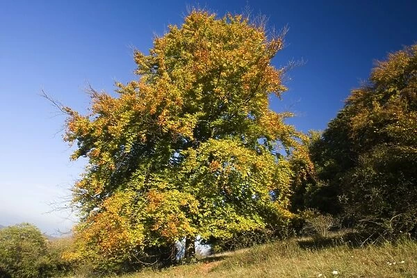 Red Beech - a Red Beech in colourful autumn foliage against blue sky on a clear autumn day - Baden-Wuerttemberg, Germany