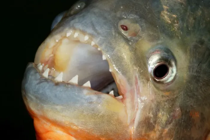 Framed Print : Red-bellied Piranha - close-up of teeth Llanos, Venezuela Framed Print : Red-bellied Piranha - close-up of teeth Llanos, Venezuela