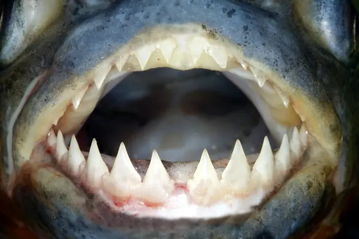 Framed Print : Red-bellied Piranha - close-up of teeth Llanos, Venezuela Framed Print : Red-bellied Piranha - close-up of teeth Llanos, Venezuela
