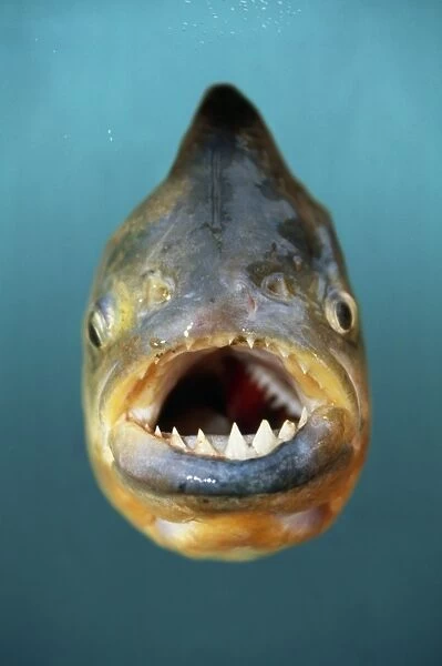 Red-Bellied Piranha Fish