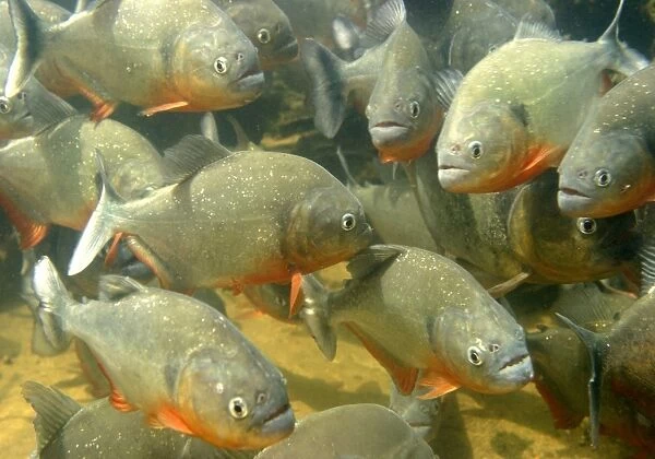 Red-bellied Piranha - underwater. Venzuela