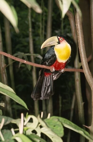 Red-bellied Toucan Brazil