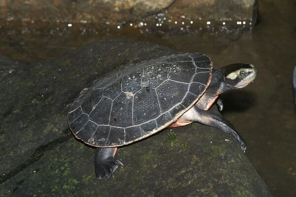 Red-bellied Turtle  /  Short-necked Turtle - Found in tropical northern Australia and New Guinea. Habitually basks out of the water