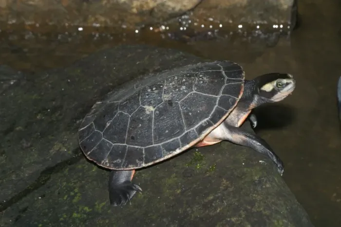 Framed Print : Red-bellied Turtle / Short-necked Turtle - Found in tropical northern Australia and New Guinea. Habitually basks out of the water Framed Print : Red-bellied Turtle / Short-necked Turtle - Found in tropical northern Australia and New Guinea. Habitually basks out of the water