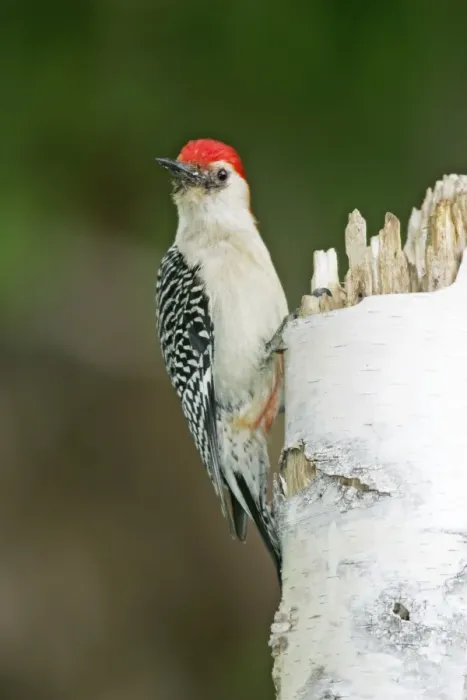 Framed Print : Red-bellied Woodpecker Framed Print : Red-bellied Woodpecker