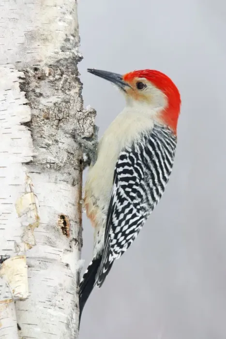 Framed Print : Red-bellied Woodpecker Framed Print : Red-bellied Woodpecker