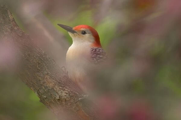 Red-bellied Woodpecker - In redbud tree, Spring Eastern USA _TPL6593
