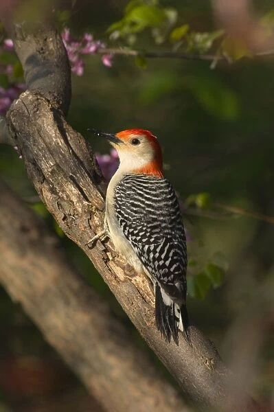 Red-bellied Woodpecker, Spring Great Lakes Region, Michigan, Eastern USA _TPL7242