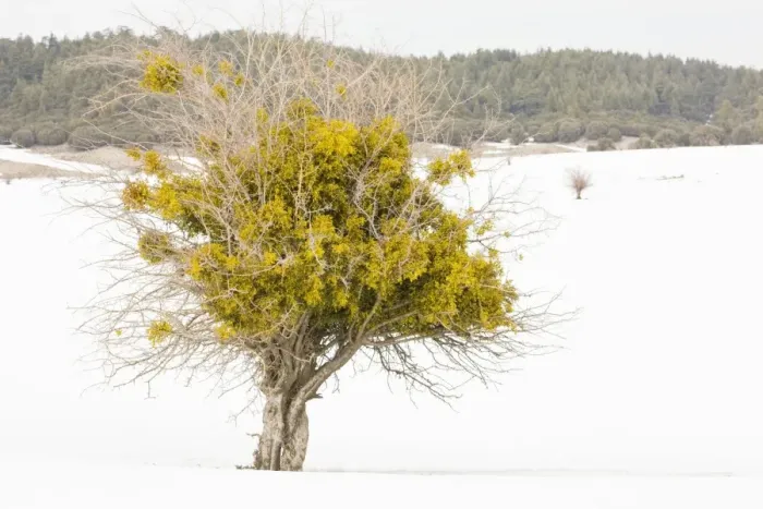Framed Print : Red-berried Mistletoe - in hawthorn bush in snowy weather - high in the Middle Atlas Mountains, Morocco Framed Print : Red-berried Mistletoe - in hawthorn bush in snowy weather - high in the Middle Atlas Mountains, Morocco