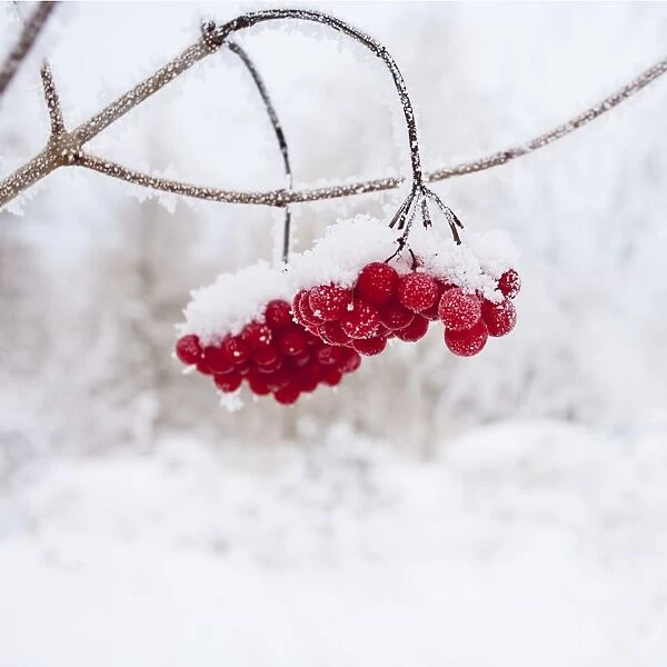 Red Berries - in snow 11951