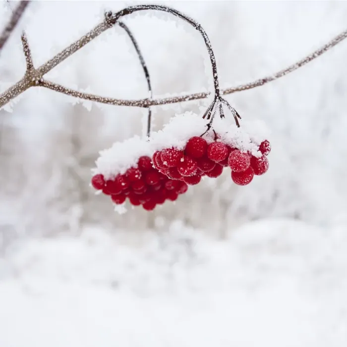 Framed Print : Red Berries - in snow 11951
