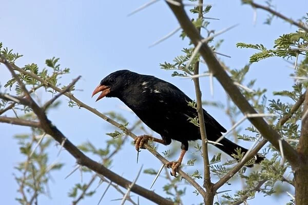 Red-Billed Buffalo-Weaver Sitting in Thorn Tree Central Namibia, Africa