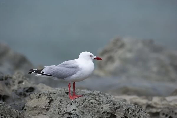 Red-billed Gull adult one sitting on weathered rock looking out Kaikoura, Canterbury, South Island, New Zealand