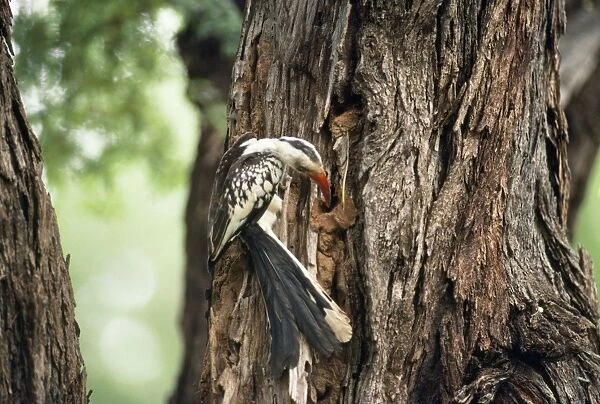 Red-billed Hornbill - closing up nesy hole with female inside