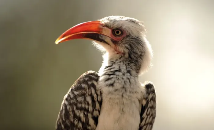 Framed Print : Red-Billed Hornbill - Kruger National Park, South Africa Framed Print : Red-Billed Hornbill - Kruger National Park, South Africa