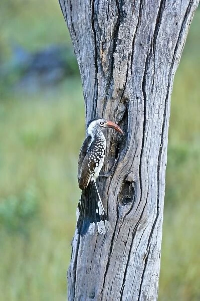 Red-billed Hornbill - At nest hole - Okavango - Botswana