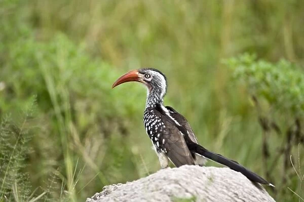Red-billed Hornbill - On rock - Okavango - Botswana