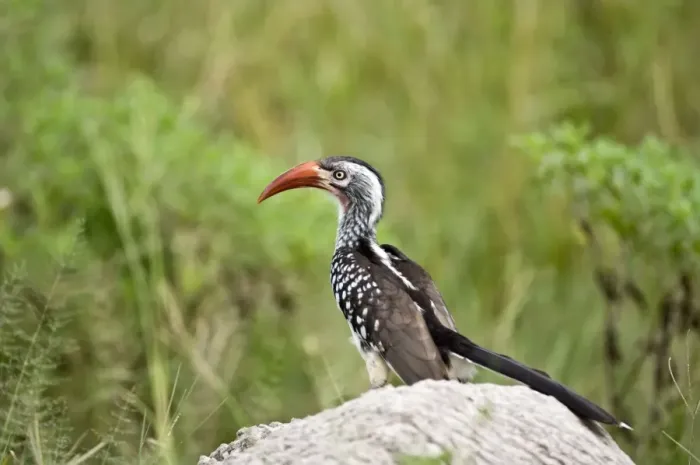 Framed Print : Red-billed Hornbill - On rock - Okavango - Botswana Framed Print : Red-billed Hornbill - On rock - Okavango - Botswana