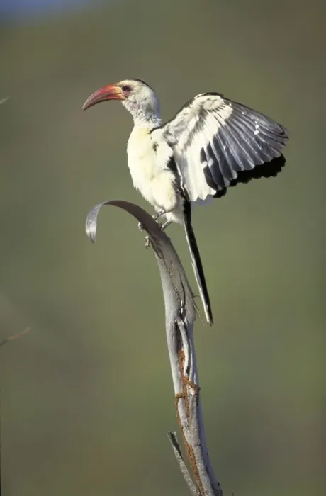 Framed Print : Red-Billed Hornbill Wing flapping. Samburu, kenya. Adrica Framed Print : Red-Billed Hornbill Wing flapping. Samburu, kenya. Adrica