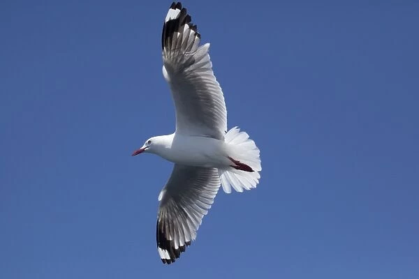 Red-billed  /  Mackerel Gull - in flight - offshore from Kaikoura - South Island - New Zealand