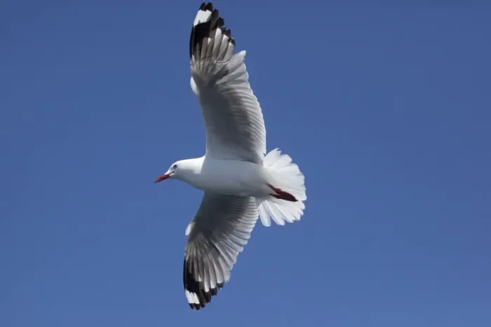 Framed Print : Red-billed / Mackerel Gull - in flight - offshore from Kaikoura - South Island - New Zealand Framed Print : Red-billed / Mackerel Gull - in flight - offshore from Kaikoura - South Island - New Zealand