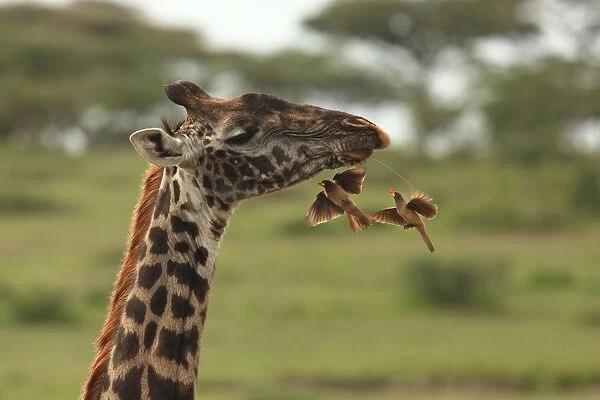Red-billed Oxpeckers - flying to Masai Giraffe neck - Ngorongoro Crater Reserve - Serengeti - Tanzania