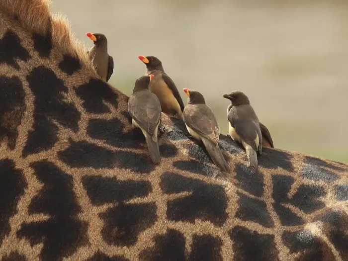 Framed Print : Red-billed Oxpeckers - sitting on Giraffe neck Framed Print : Red-billed Oxpeckers - sitting on Giraffe neck