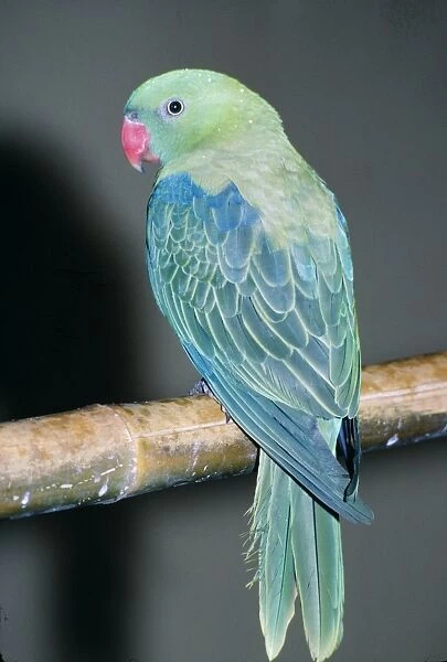 Red-billed Parrot