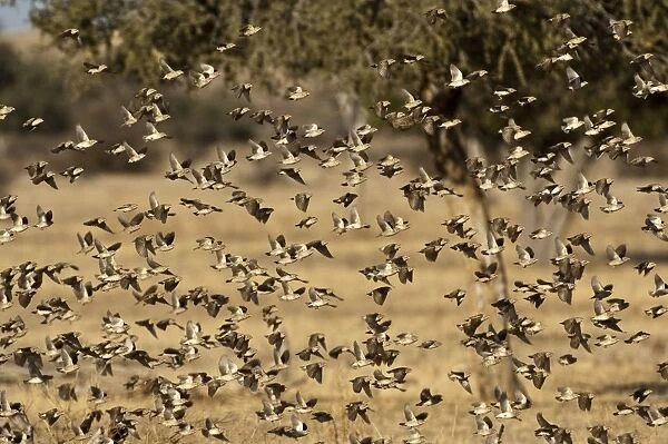 Red-billed Quelea - flock in flight - Mashatu Game Reserve - Botswana