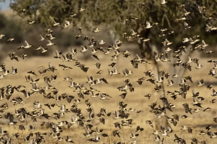 Framed Print : Red-billed Quelea - flock in flight - Mashatu Game Reserve - Botswana Framed Print : Red-billed Quelea - flock in flight - Mashatu Game Reserve - Botswana