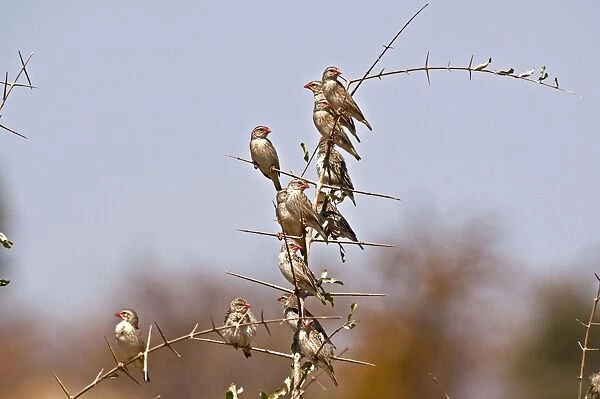 Red-billed Quelea - group on branch - Mashatu Game Reserve - Botswana