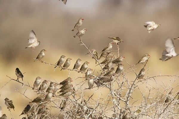 Red-billed Quelea (Quelea quelea) flock settled in bush, Namibia. Most abundant wild bird in the world