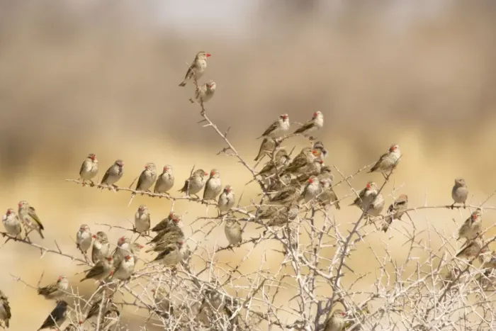 Framed Print : Red-billed Quelea (Quelea quelea) flock settled in bush, Namibia. Most abundant wild bird in the world