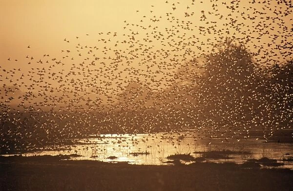 Red-billed Quelea Swarm, Botswana, Africa