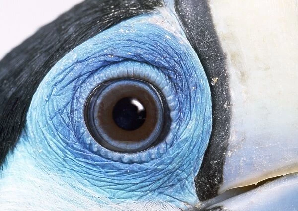 Red-billed Toucan - close-up of eye Digital Manipulation: eye light reflection