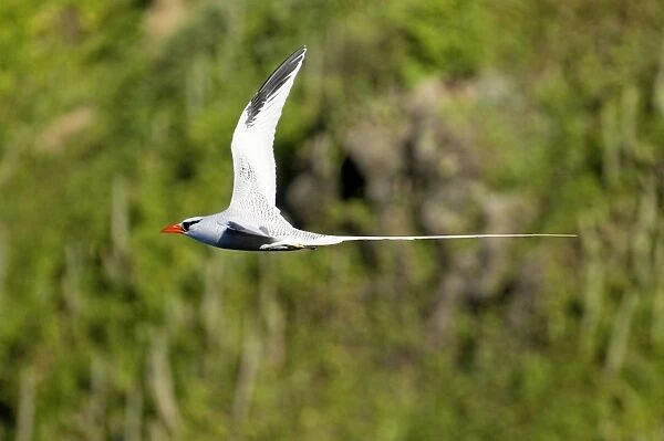Red-billed Tropicbird - in flight - Little Tobago