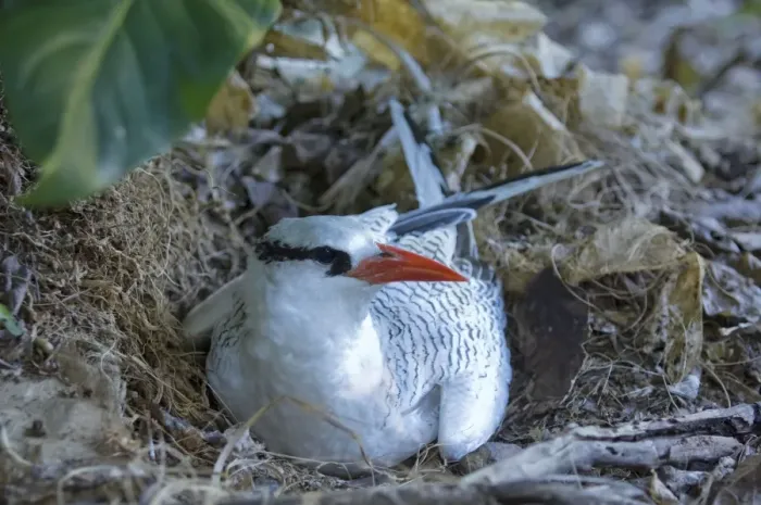 Framed Print : Red-billed Tropicbird - on nest - Little Tobago Framed Print : Red-billed Tropicbird - on nest - Little Tobago