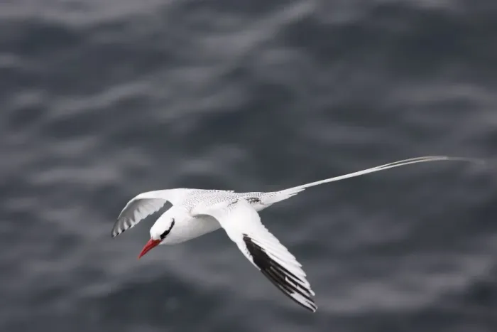 Framed Print : Red billed Tropicbird. Plazza Island. Galapagos Framed Print : Red billed Tropicbird. Plazza Island. Galapagos