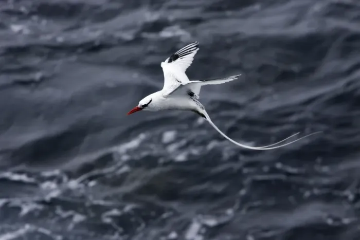 Framed Print : Red billed Tropicbird. Plazza Island. Galapagos Framed Print : Red billed Tropicbird. Plazza Island. Galapagos