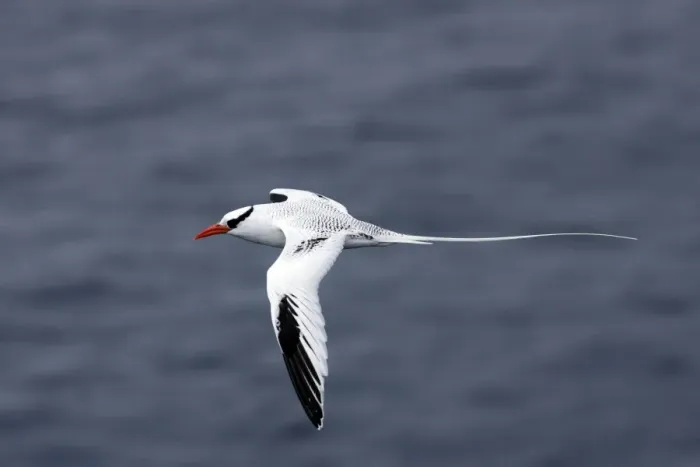 Framed Print : Red billed Tropicbird. Plazza Island. Galapagos Framed Print : Red billed Tropicbird. Plazza Island. Galapagos