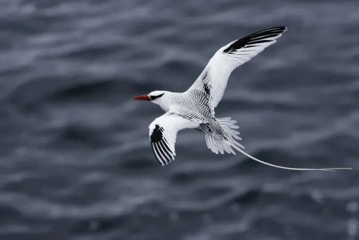 Framed Print : Red billed Tropicbird. Plazza Island. Galapagos
