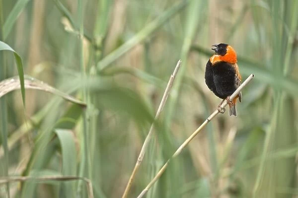 Red Bishop - Male bird singing - South Africa