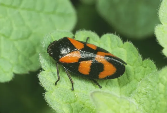Framed Print : Red & Black Froghopper JLMO 1434 Cercopis vulnerata © John Mason / ARDEA LONDON Framed Print : Red & Black Froghopper JLMO 1434 Cercopis vulnerata © John Mason / ARDEA LONDON