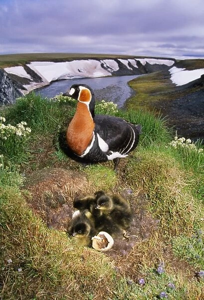 Red-breasted Goose - with chicks in nest on riverbank Taimyr, Russian Arctic