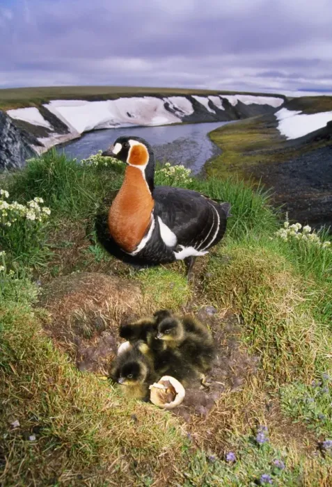 Framed Print : Red-breasted Goose - with chicks in nest on riverbank Taimyr, Russian Arctic Framed Print : Red-breasted Goose - with chicks in nest on riverbank Taimyr, Russian Arctic